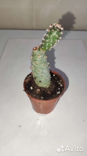 Кактусы, тефрокактусы, суккуленты