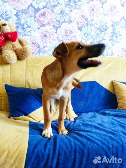 Щенок в добрые руки