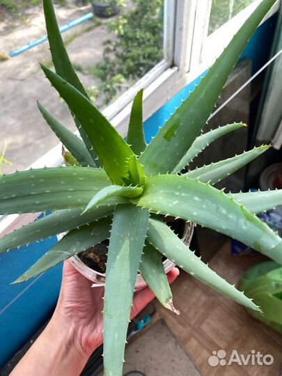 Алоэ лечебный