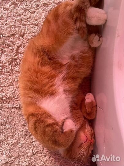 Кот
