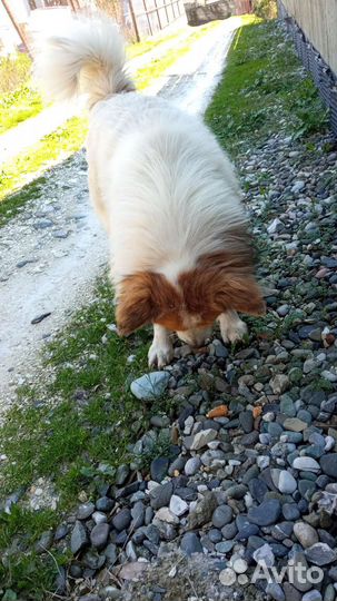 Собака (мальчик) ищет дом