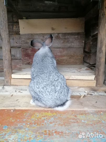 Кролики мясных пород великаны