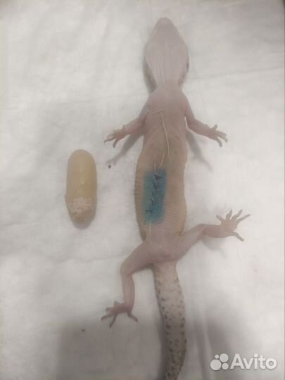 Лечение грызунов, ежей, птиц и рептилий