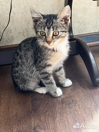 Котенок девочка в добрые руки бесплатно