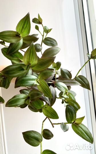 Традесканция