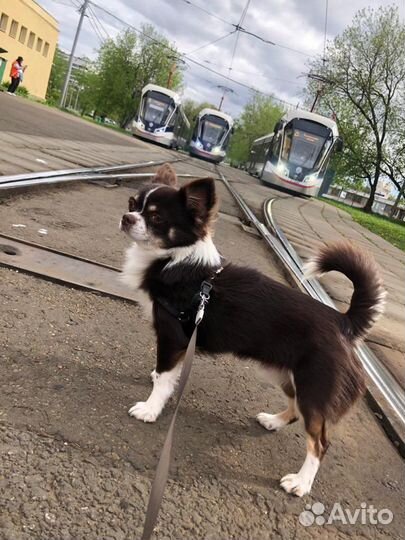 Чихуахуа мальчик вязка