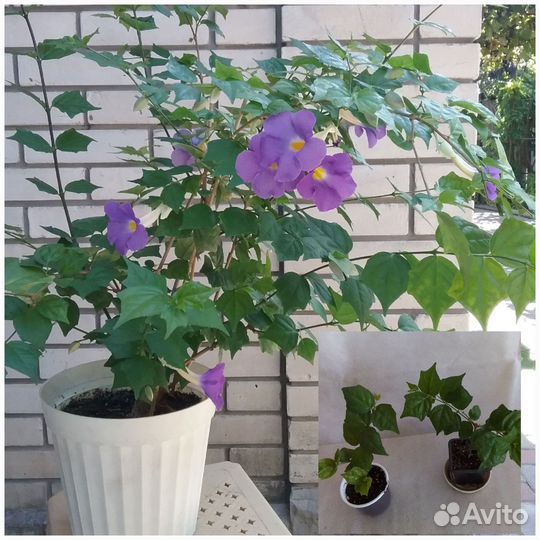 Комнатные цветы