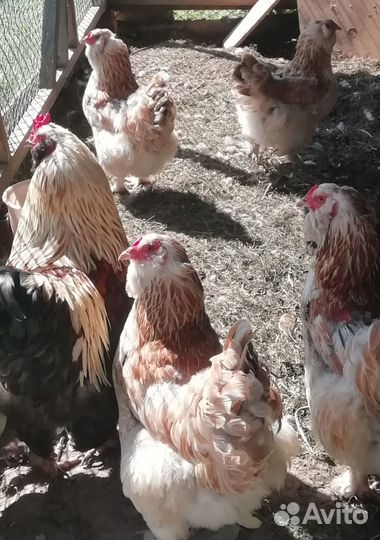 Семья куриц Фавероль