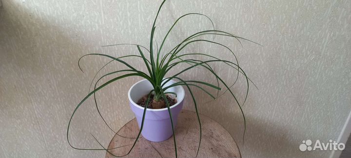 Бокарнея нолина