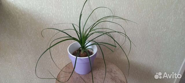 Бокарнея нолина