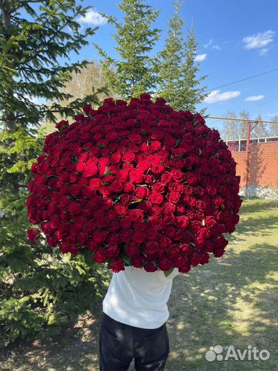 301 роза. Букет из роз гиганты. Доставка до двери