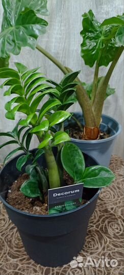 Комнатные растения