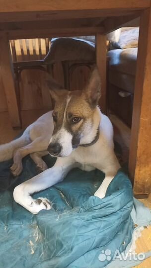 Отдам в добрые руки