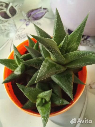 Комнатые цветы