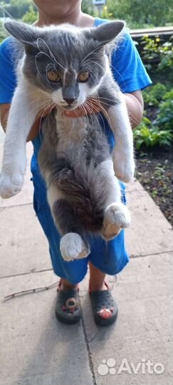 Отдам кота в добрые руки г. Белокуриха