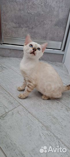 Бенгальские котята шоу класса