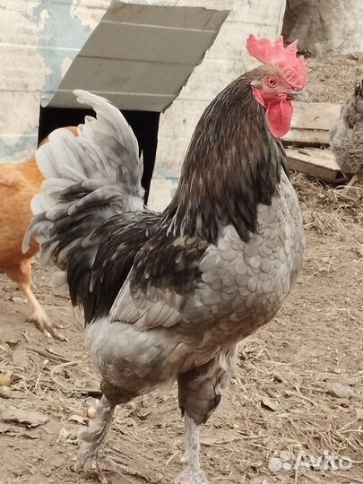 Яйцо куринное, инкубационное