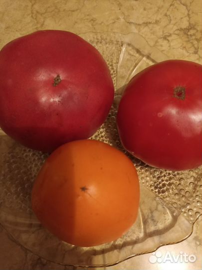 Семена сортовых томатов