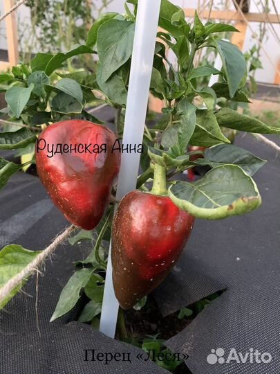 Болгарский перец Леся (семена)