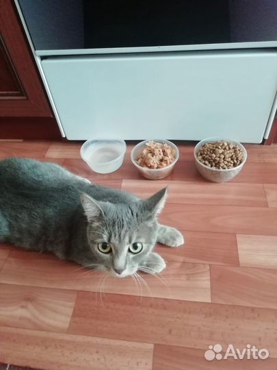 Кошка убежала