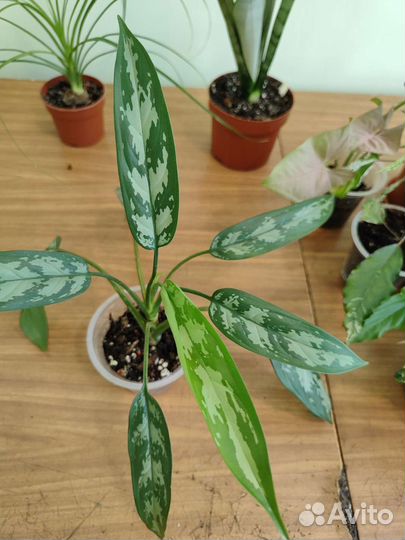 Комнатные растения