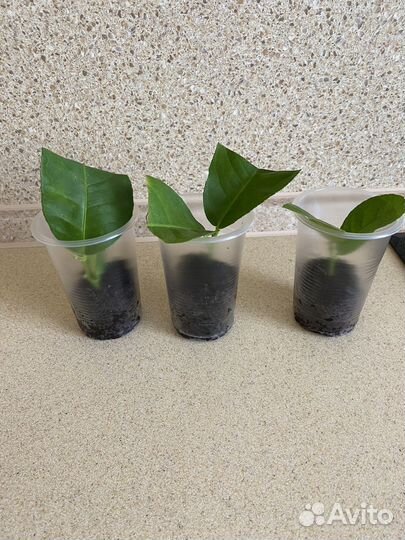 Павловский лимон