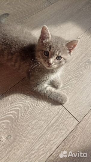 Котенок в добрые руки