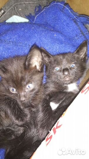 Ждут заботливых хозяев Маркиз и Цезарь ласковые