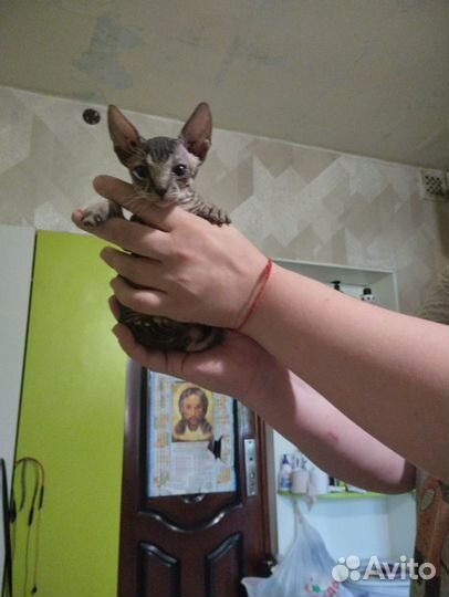 Канадский сфинкс котенок мальчик