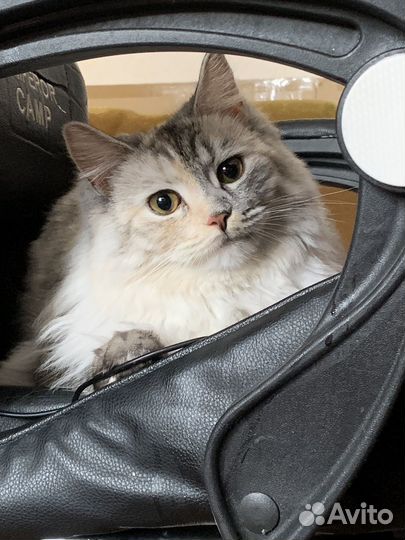 Кошечка на вязку