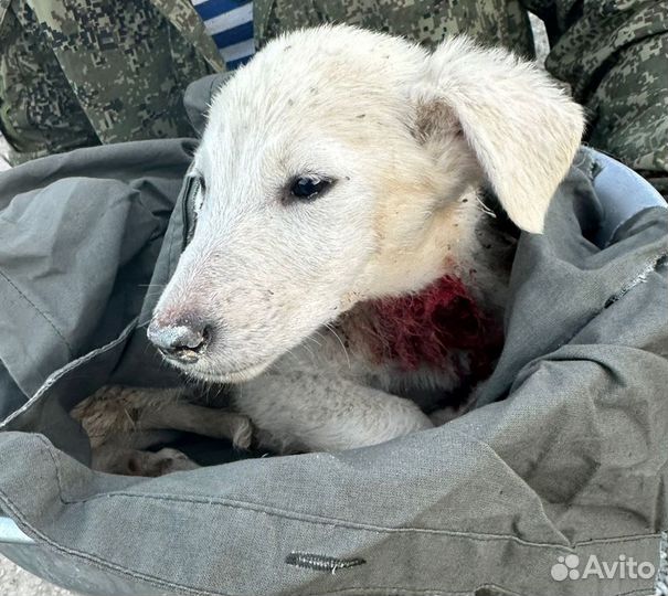 Щенок в добрые руки бесплатно