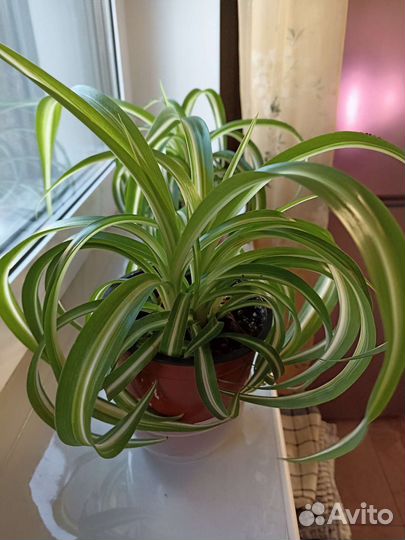 Хлорофитум хохлатый. Нефролепис.Сциндапсус