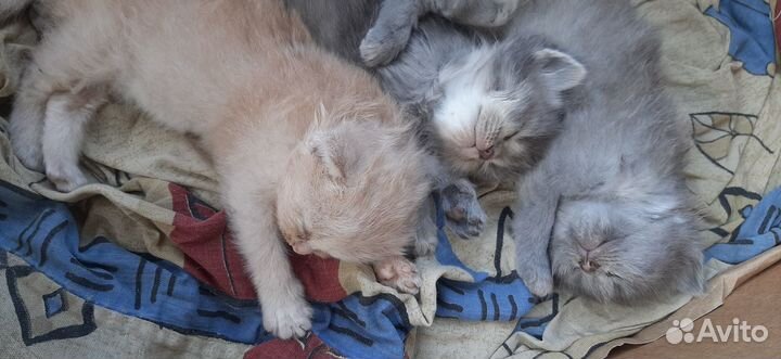 Котята бесплатно