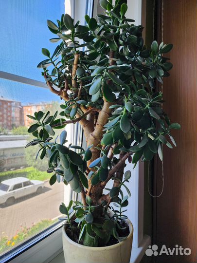 Толстянка, денежное дерево