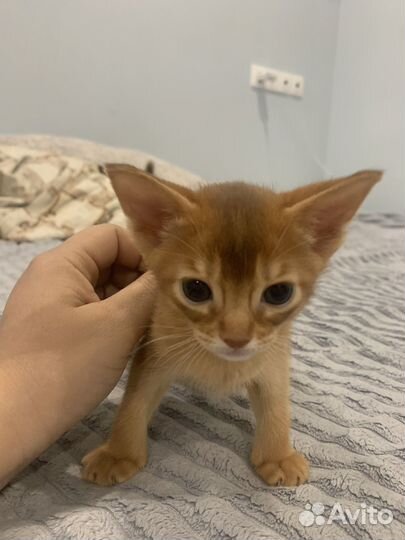 Абиссинские котята