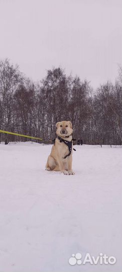 Веста ждёт хозяина в приюте