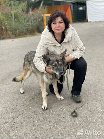 Старая собачка верит в чудо