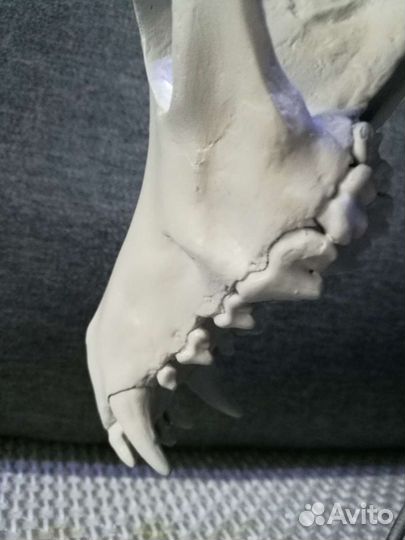 Предмет интерьера, декор,череп, подарок