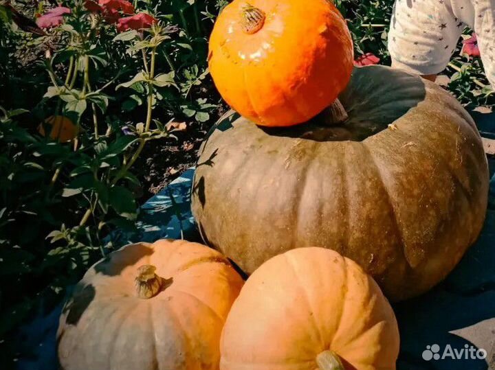 Тыквы и кабачки для скота