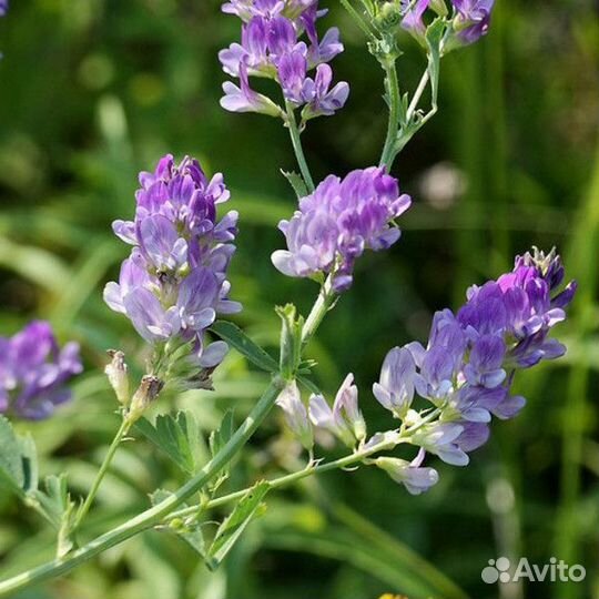 10 кг. Люцерна синегибридная - семена (лат. Medica