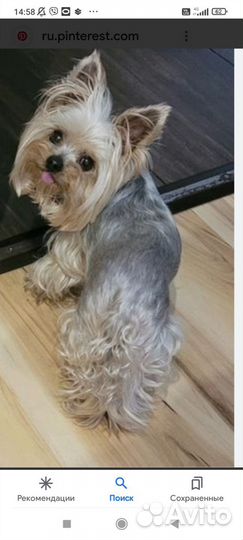 Йоркширский терьер