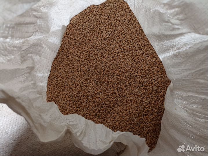 Пшеница и ячмень