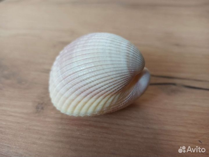 Морская раковина