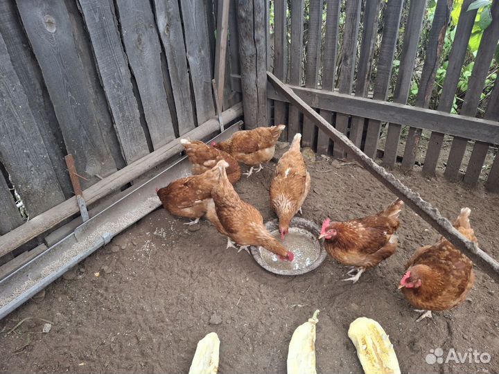 Куры несушки домашние