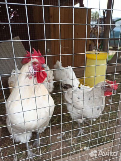 Инкубационное яйцо Бресс галльских кур