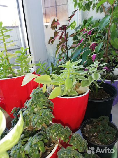 Комнатные растения