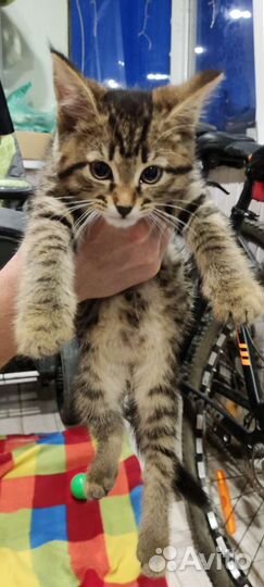 Кошки в добрые руки