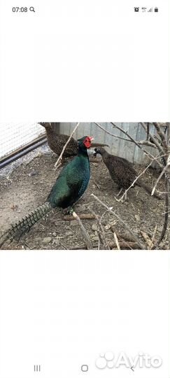 Продам парочку румынских фазанов