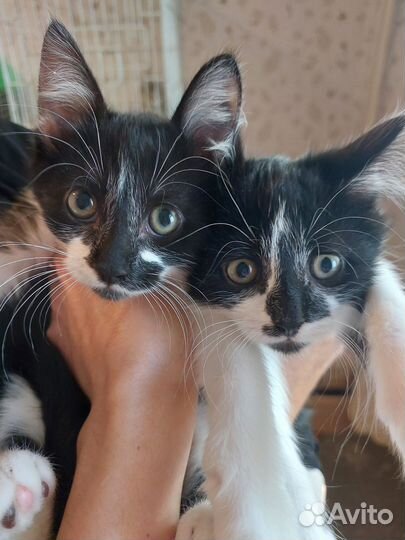 Котики обормотики