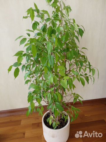 Фикус бенджамина сорт Наташа купить в Москве | Товары для дома и дачи ...